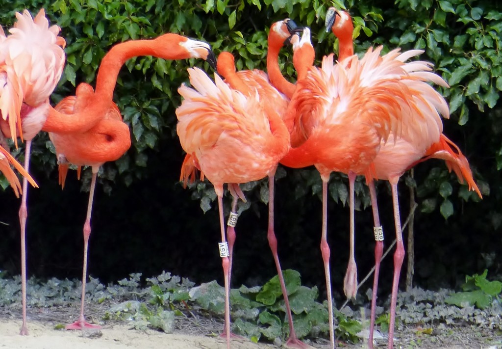 Flouncy feathers and lots of shouting. This "chrysanthemum-ing" behaviour is not friendly but shows an annoyed flamingo.