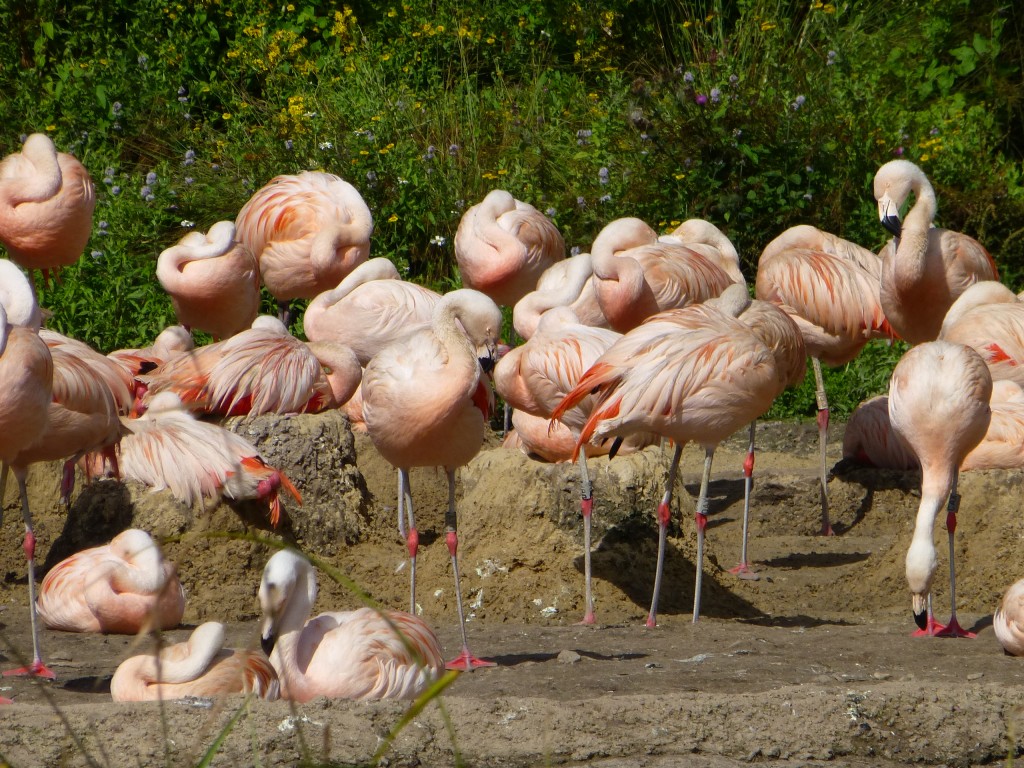 Creating their own skyscrapers? Slimbridge's Chilean flamingos are reaching new heights.