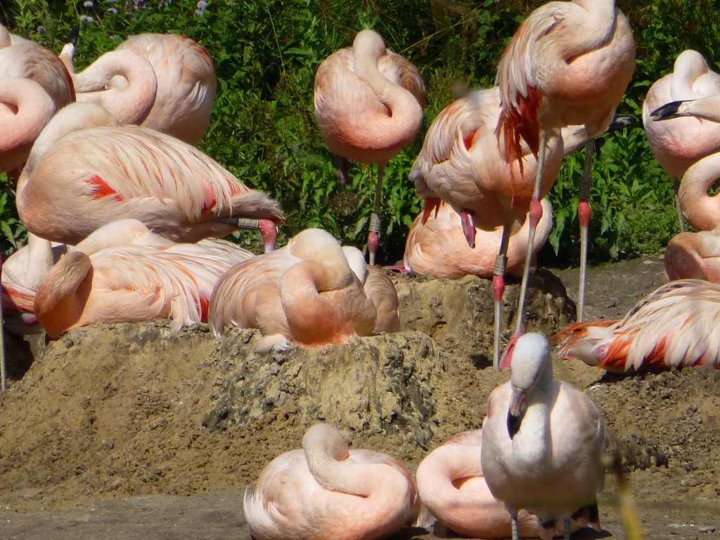 Make mine a slide? New sand around the Chilean flamingo nests at WWT Slimbridge.