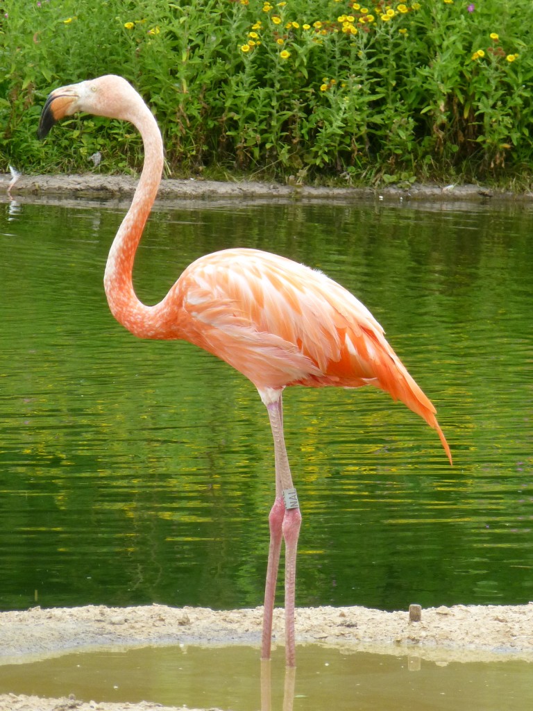 How pale am I getting? Being a parent is a draining business for a flamingo. The less pink, more effort going in to rearing a chick.