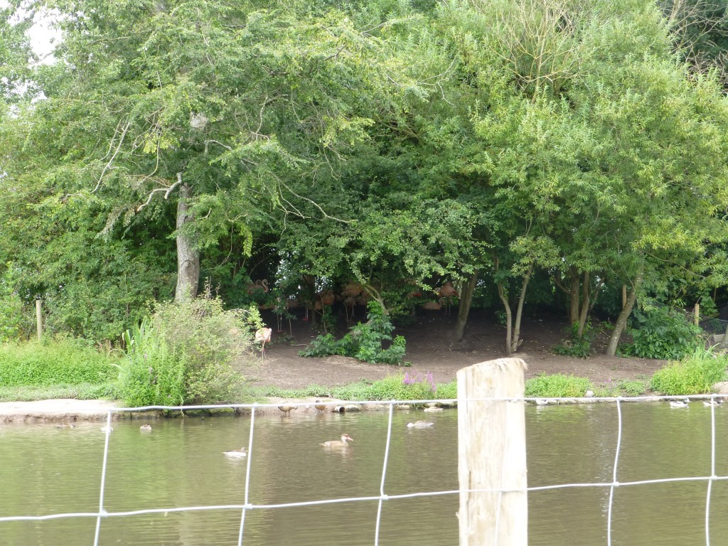 Spot the birdie? The Chilean flamingos at WWT Martin Mere have decided that babies under the trees is best for 2013.