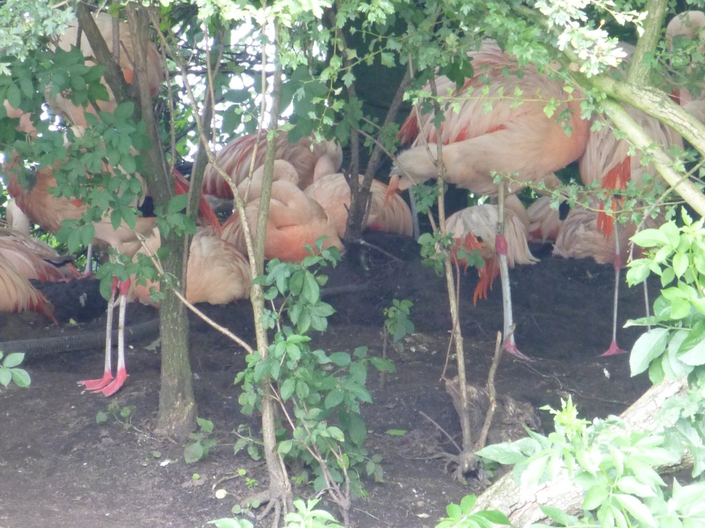 Here they are! Nestled amongst the undergrowth, a safe and secluded spot for the birds to raise their young.