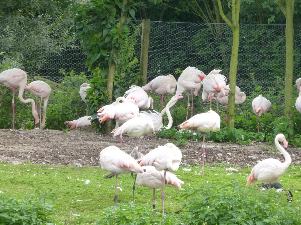 The breeding flock of greater flamingos at Martin Mere nest builds and raises young right against the fence of the pen next door.