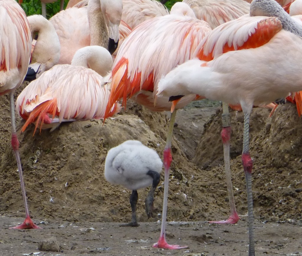 Snooze. A new arrival in the South American Pen takes it easy.