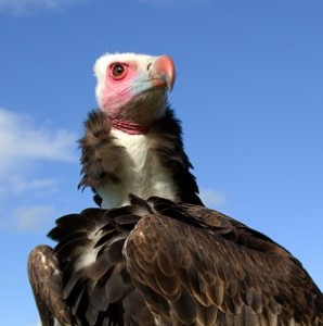 Arthur the white-headed vulture by Bird of Prey Displays