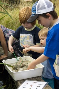 Pond dipping by Heather Tait