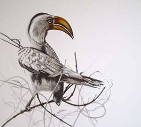 Hornbill by Desiree Hart was nominated was short listed for the David Shepherd Wildlife Foundation Artist of the year award 2012