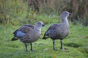 Adult Abyssinian blue-winged geese by Jamie Wyver