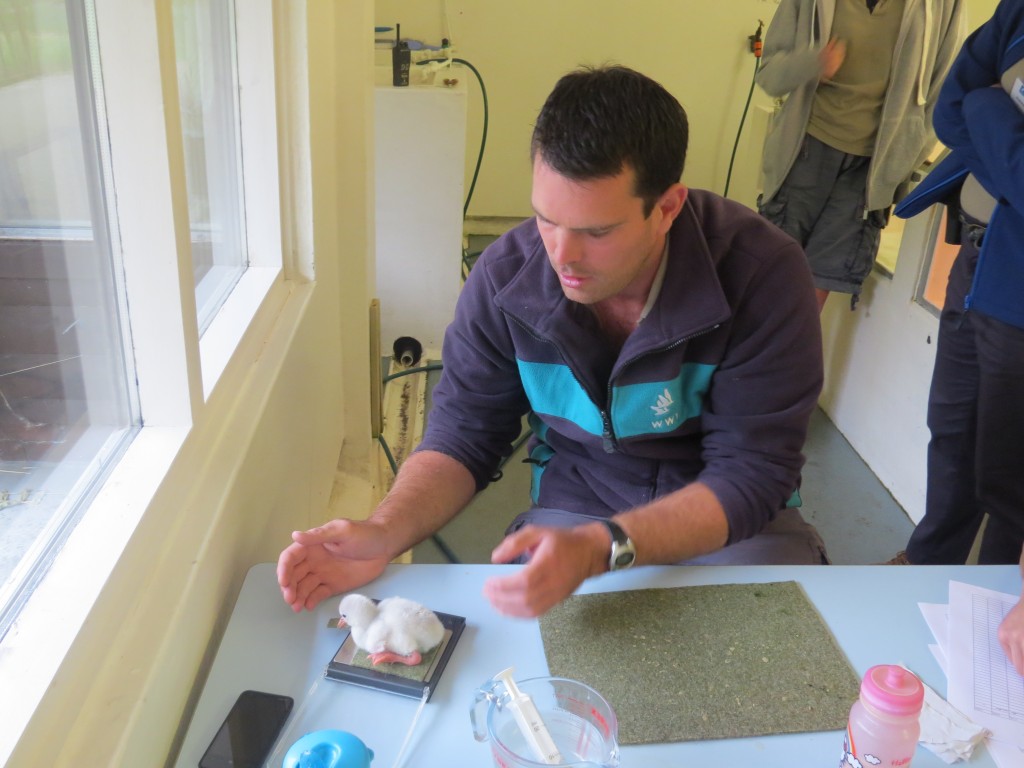 Under the watchful eye of Duckery staff, a new arrival at WWT Washington is weighed to check that its growth is progressing normally.