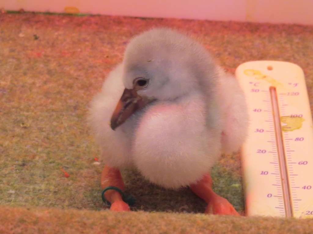 It's got the cute factor. A dried out and newly hatched Chilean flamingo chills out in its brooder at WWT Washington.