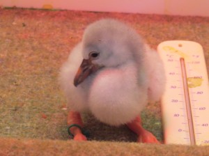 A newly-hatched and dried out Chilean flamingo