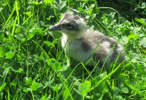 Abyssinian blue-winged gosling at one-day-old