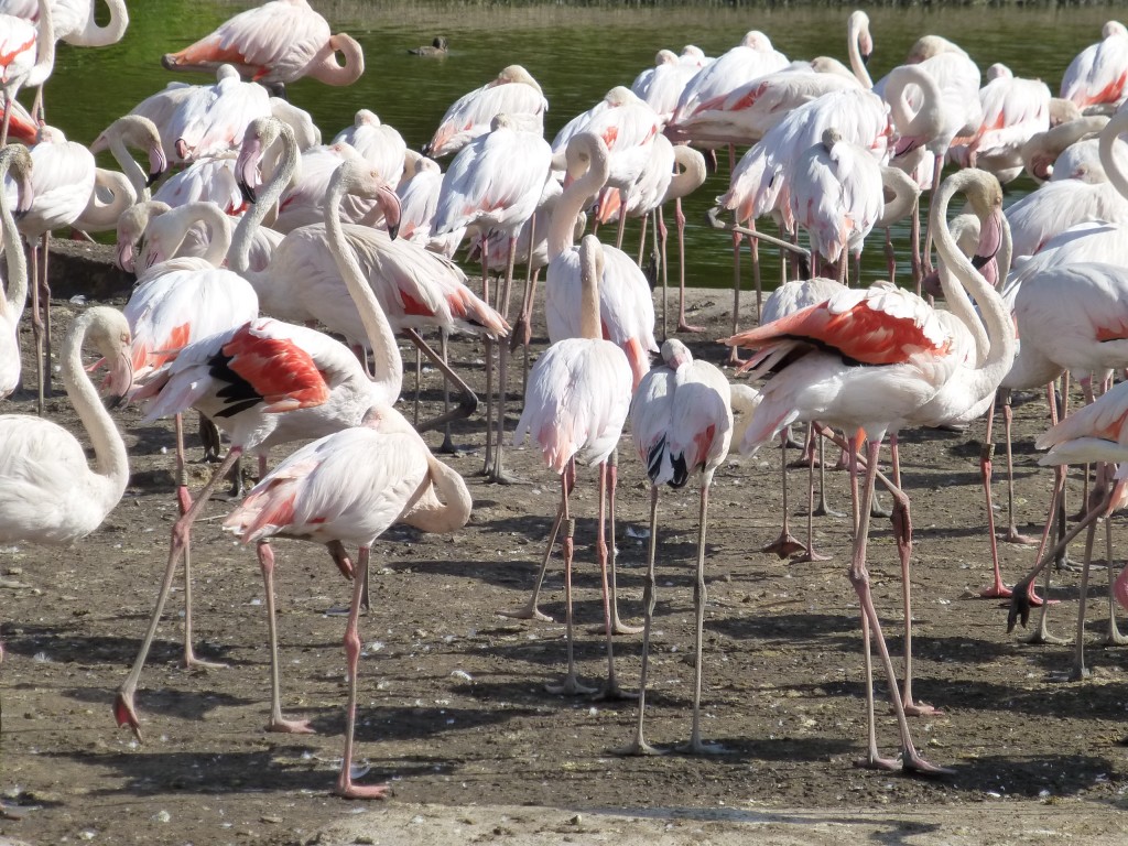 It might be quite a trek to the nearest flocks of wild flamingos, but birds at WWT give you an excellent idea of what these fascinating animals do in their daily lives. 