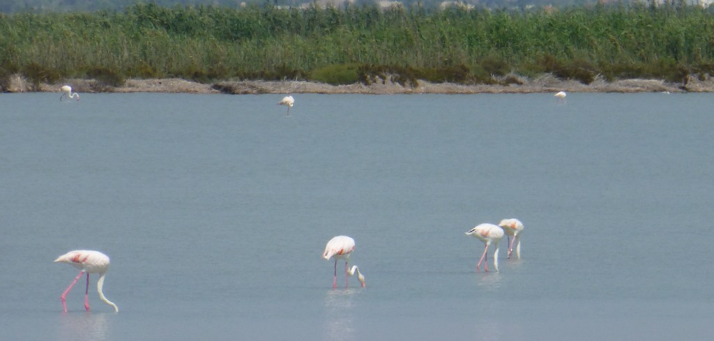 Wild greater flamingos forage in the same pattern as the captive birds that you can see at WWT centres. 