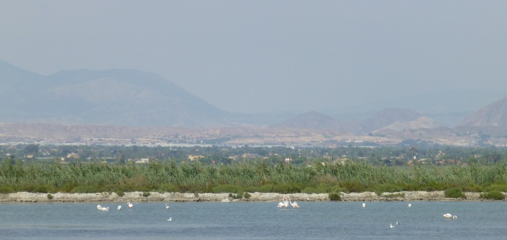 Spot the argument. Wild flamingos having a disagreement in a similar way to what you can see in the greater flamingo flock at WWT Slimbridge. Natural behaviour in action!