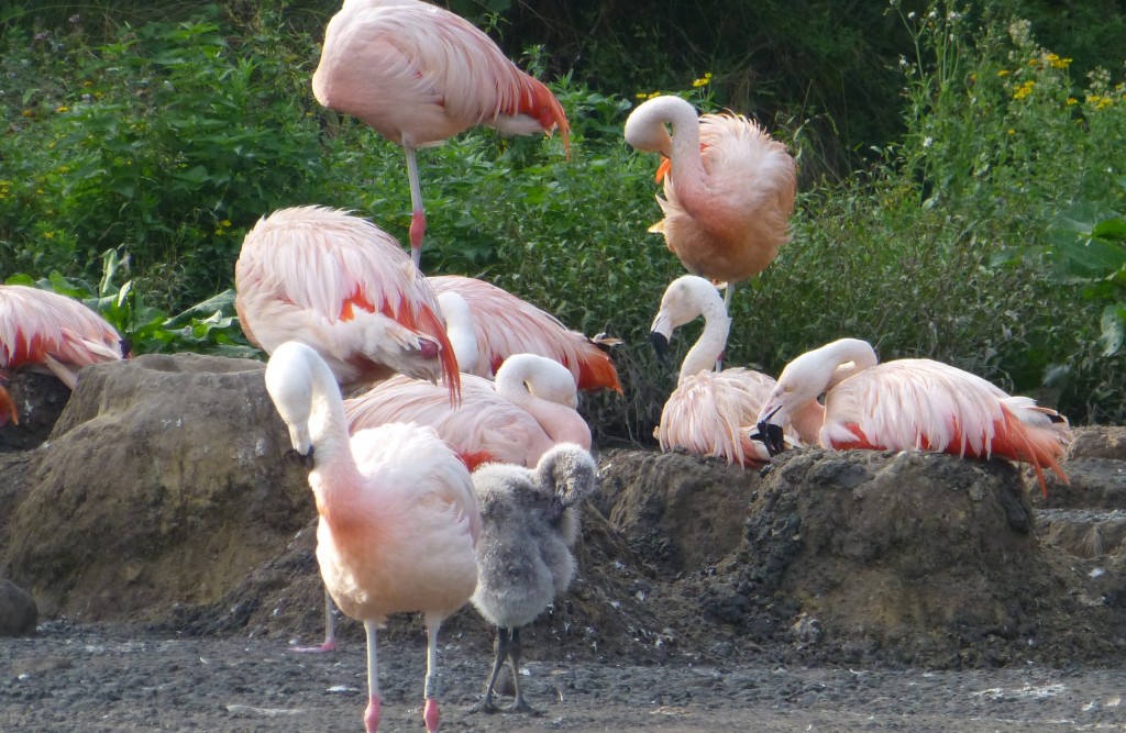 And the South American Pen in 2013, with breeding flamingos, many babies and big nests. These inherent wild behaviours persevere and last over the years an individuals lives in the zoo.  