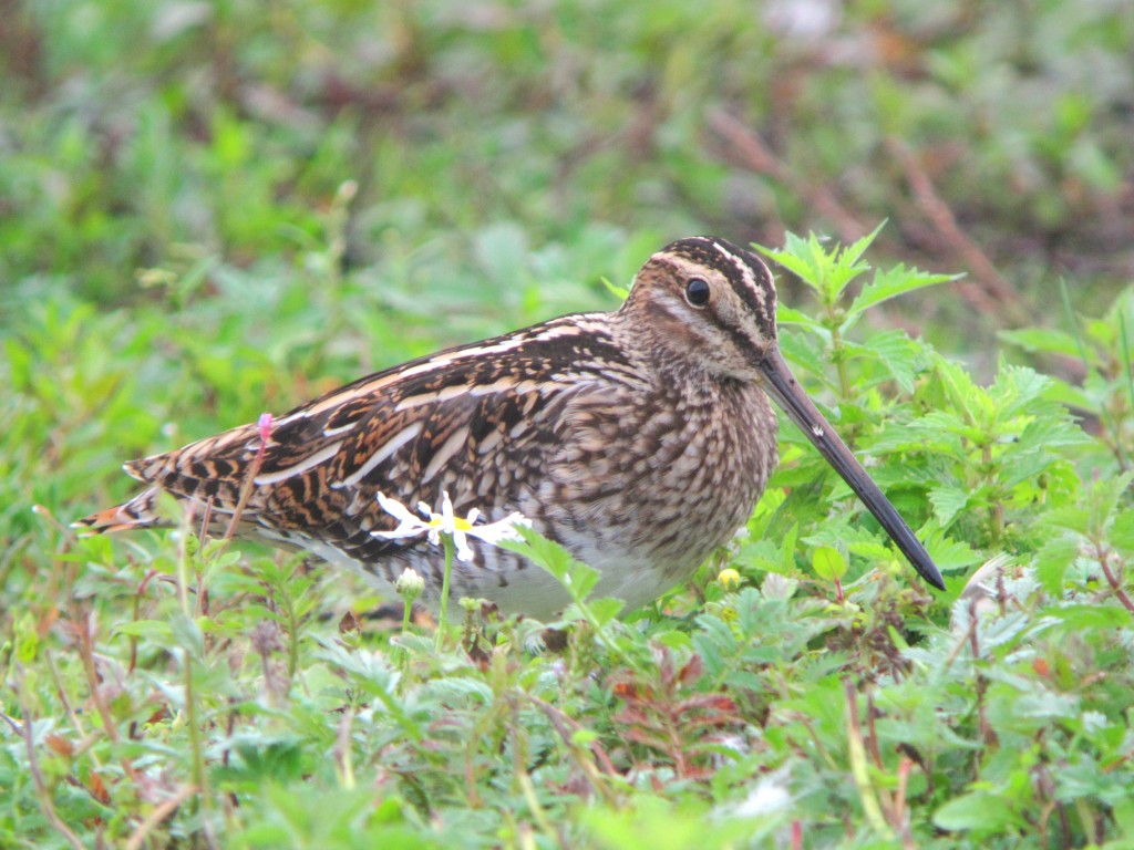 A snipe foraging for food on the Reserve by James Lees