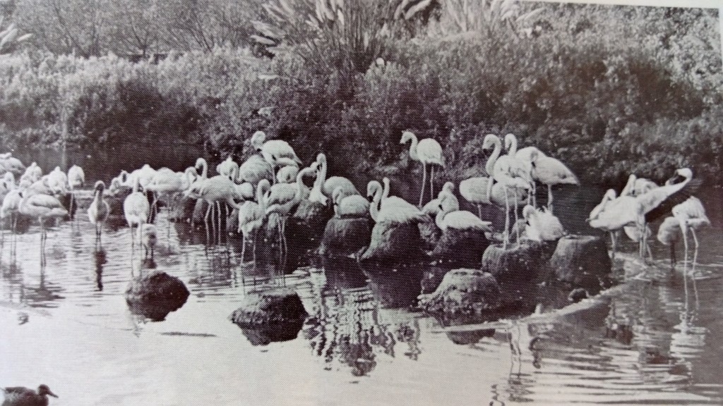 South American Pen from the 1970s. Breeding flamingos; big nests. 