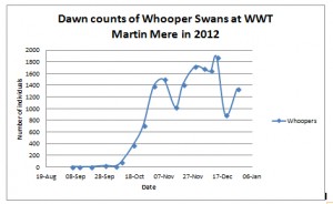 dawn count whooper swan