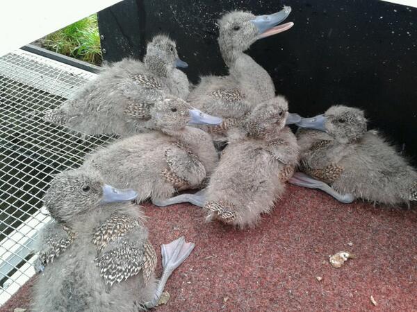 Clutch 3 in their coop refusing to budge!