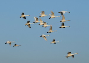 Bewick's swan flock WWT CREDIT James Lees