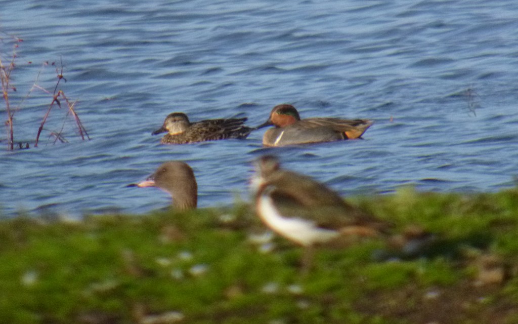 Green-winged Teal at WWT Matin Mere