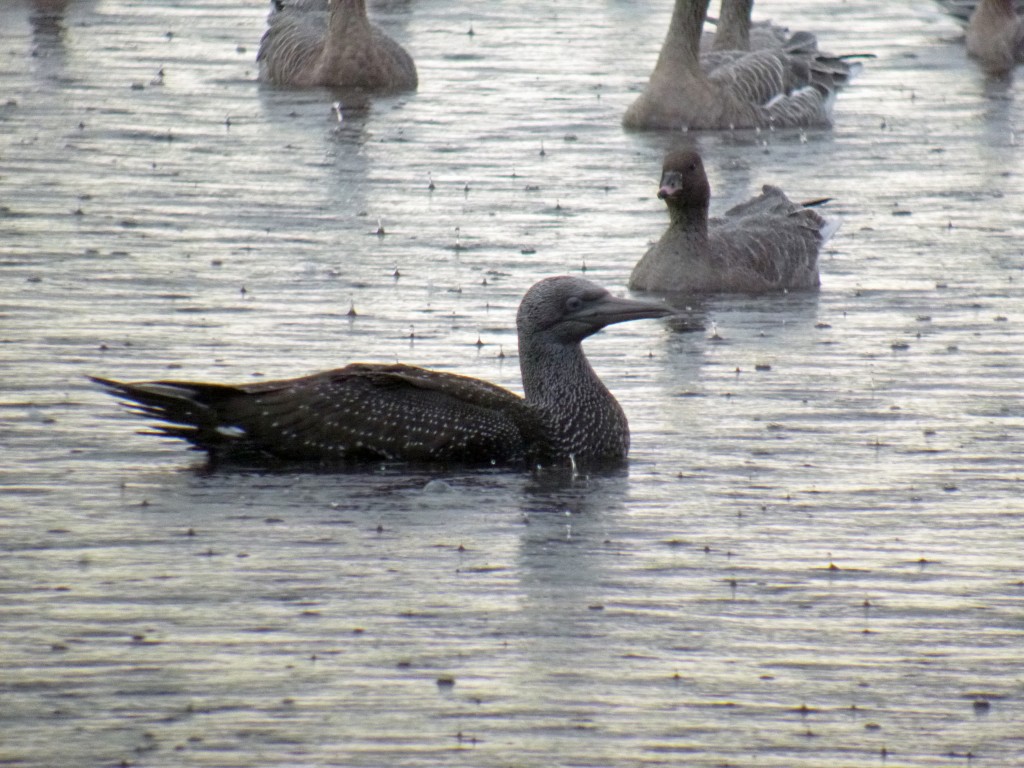 Gannet (juv) on the Mere