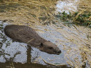 Meet our mum beaver 'Twiggy' 