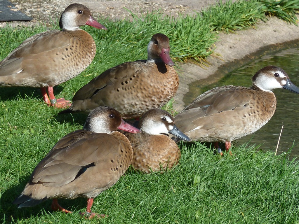 A lovely group of Brazilian teal.