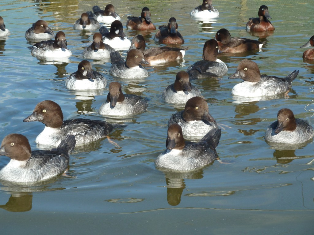 The European Goldeneye Army!