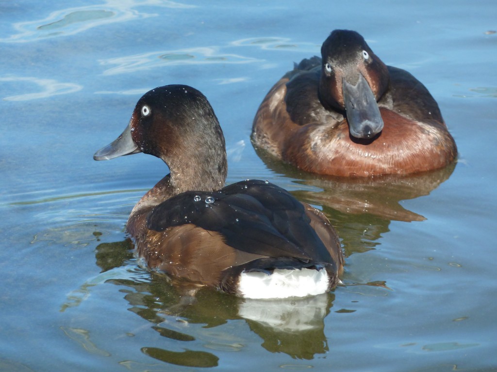 Two male Baers cock an eye to the sky.