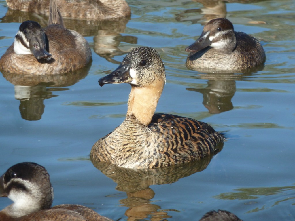 A White-backed duck resembling a battleship!