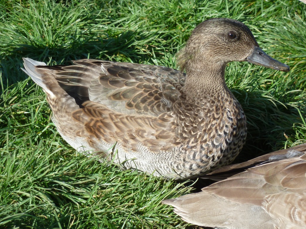 The Falcated ducks always eat all the pies...