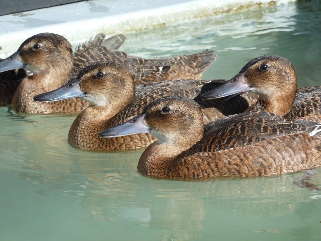 Beautiful black-headed ducks.