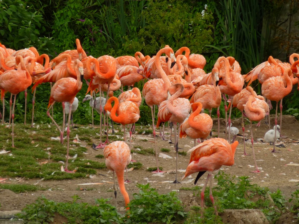 Nesting Caribbean flamingos at WWT Slimbridge moved their breeding site from "normal" to new in 2013. It seems that wild flamingos don't always appreciate human help with nest construction too!