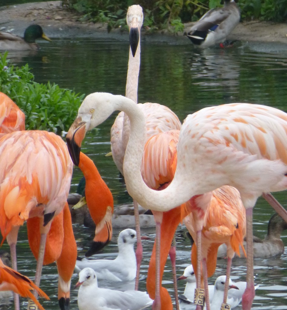 Spot the proud parents. A pair of Caribbean flamingos "bleached" white by the effort of raising a chick stands out amongst pinker birds that decided not to bother making babies in 2013. This lightening of plumage colour is the same as observed in the wild flocks. 