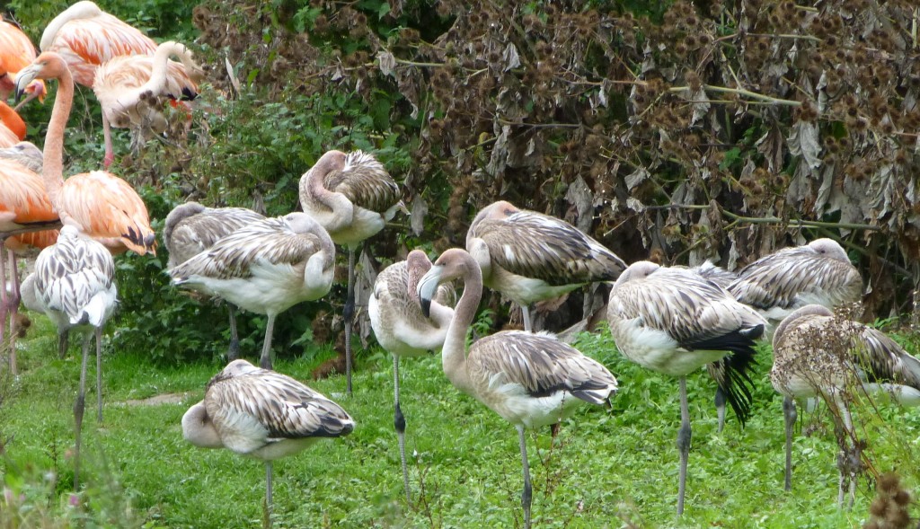 Crèche ahoy! Juvenile Caribbean flamingos, 2013 hatched birds, gather together on the edge of the flock. Not pink enough to be an adult's friend, they rely on each others' company until they change colour.