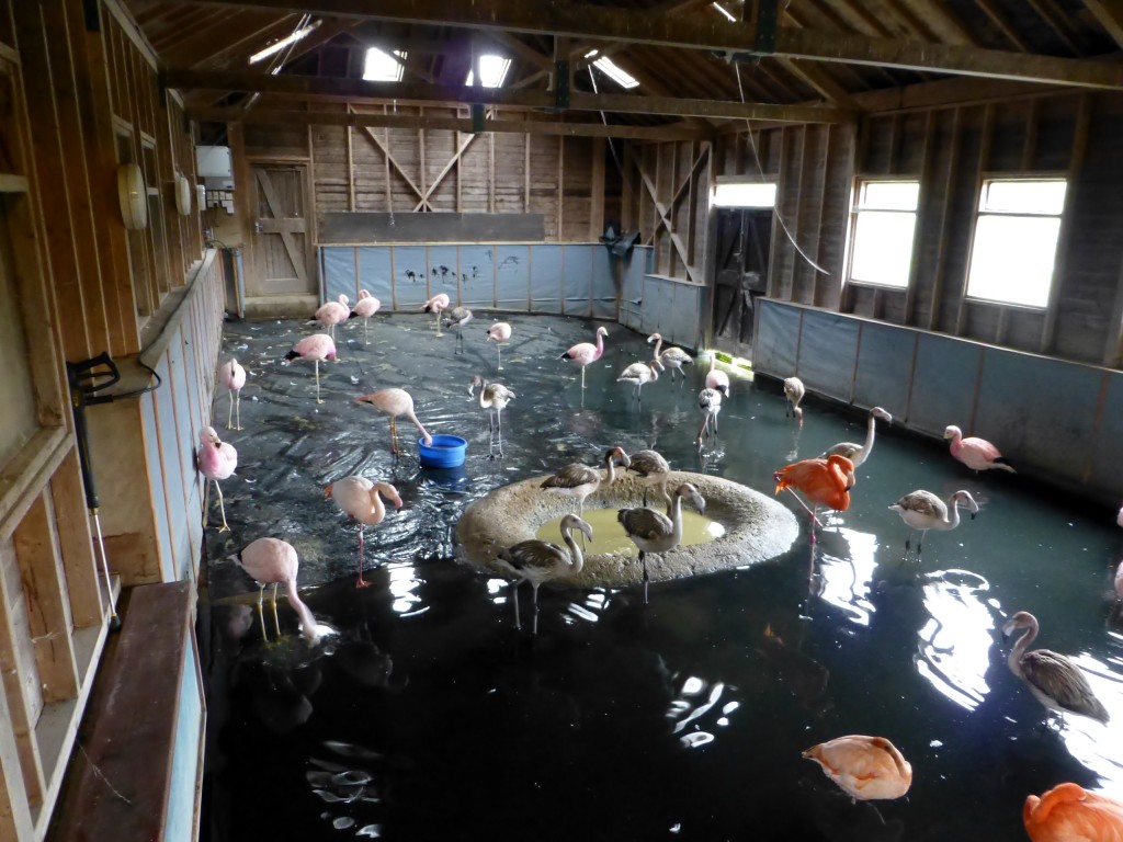 Spot the new housemates. Juvenile Caribbean flamingos settle in to their new home as they grow up in the relative peace and quiet of the Andean flamingo house. Aviculturists at Slimbridge move the youngsters around to give them the best possible start in life. You might say they are a little bit spoilt...