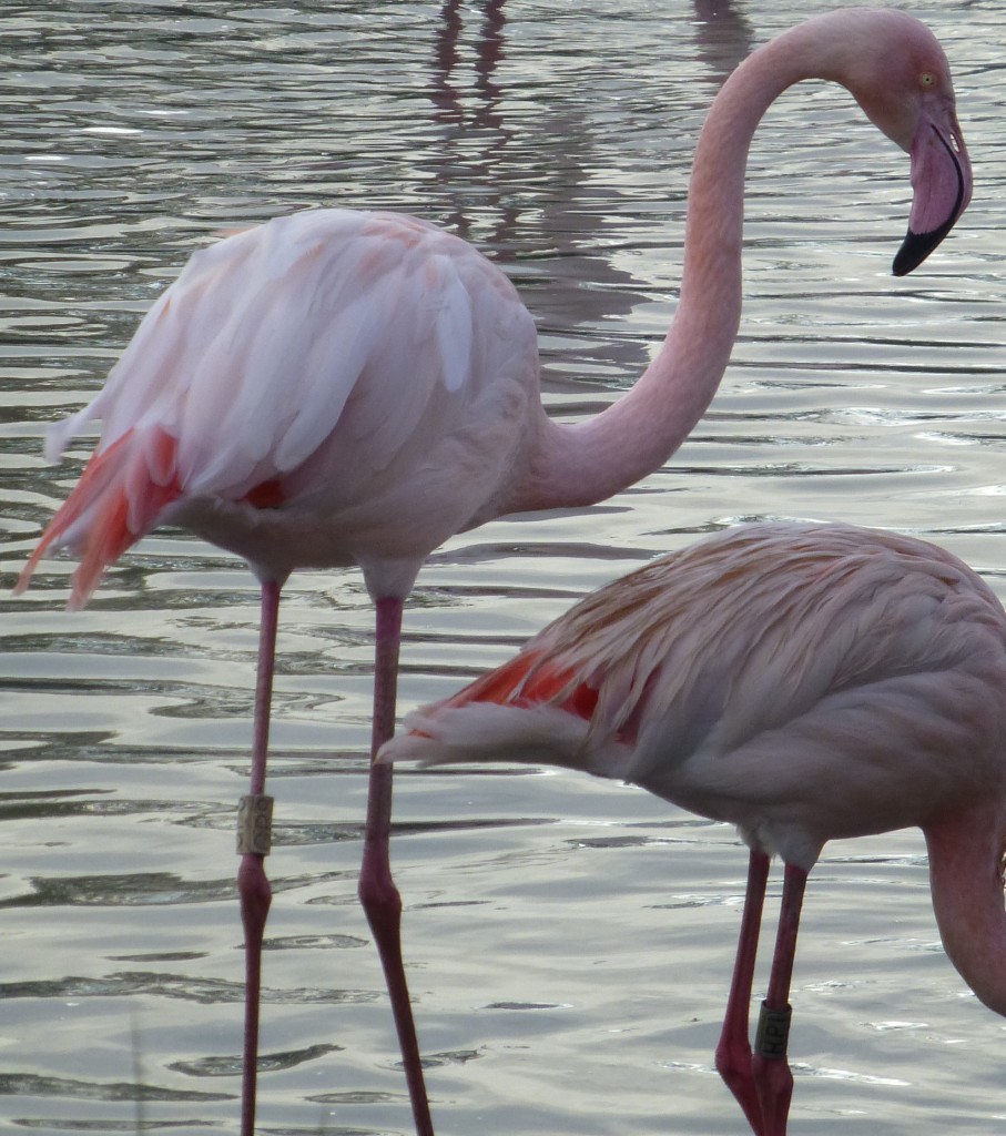 Adult greater flamingo GPS is a grand old bird, hatched in 1956 and one of the original birds brought into WWT Slimbridge in the 1960s. He makes Mr James' look like a spring chicken!