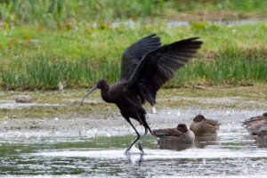 Glossy ibis