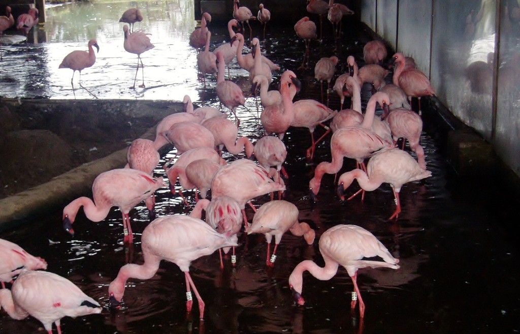 The former lesser flamingo house at WWT Slimbridge, now where "Back from the Brink is". Hope was hatched here in 2006.