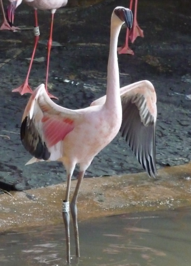 "Hope" as a juvenile in 2006. She has since list her dirty grey coloured legs and darker beak and now resembles the other birds completely. 