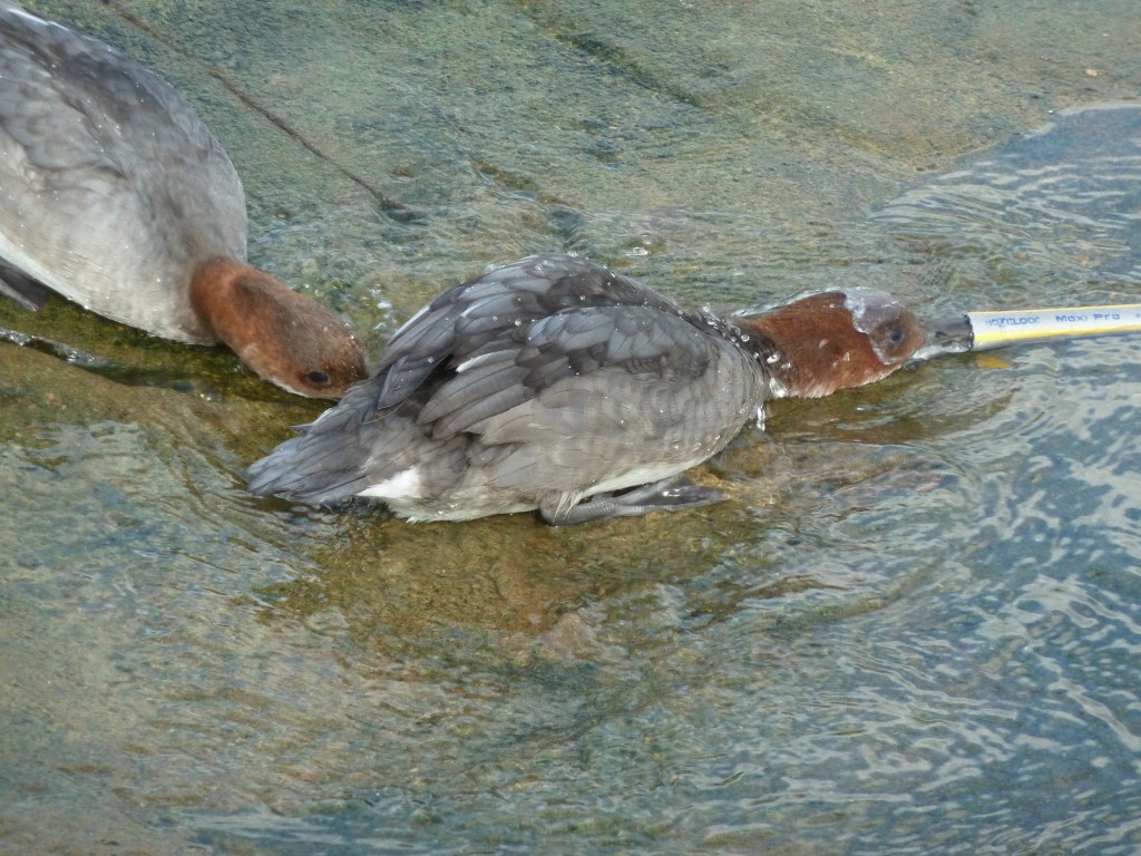 A juvenile female Smew sticks her head up the hose!