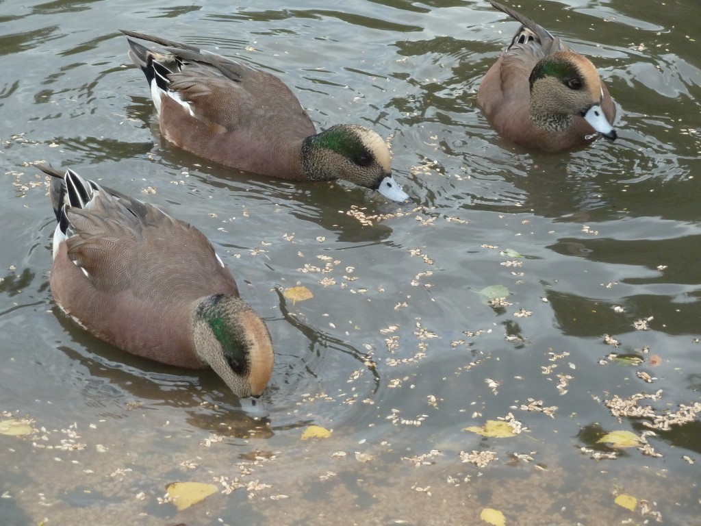 3 American wigeon males.