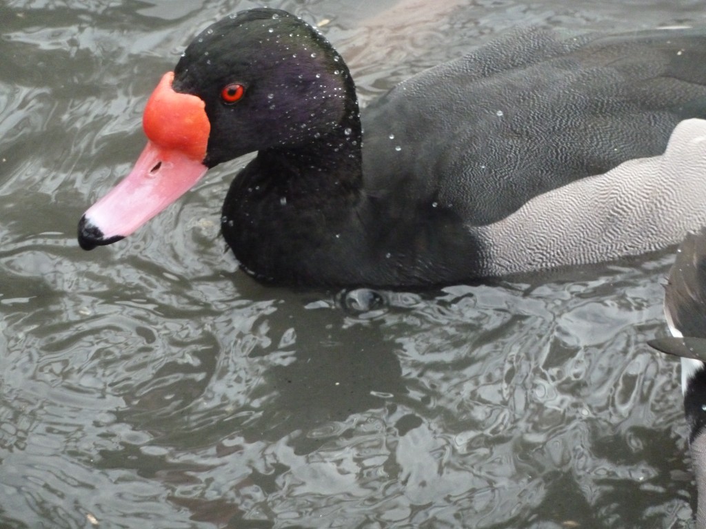 Rosybill male.