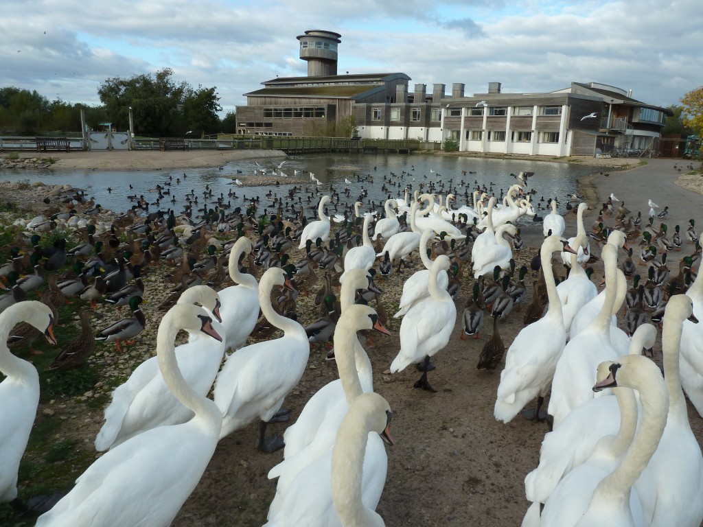 Zombie swans...