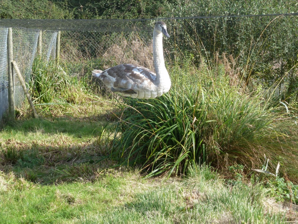 A juvenile mute crash lands...