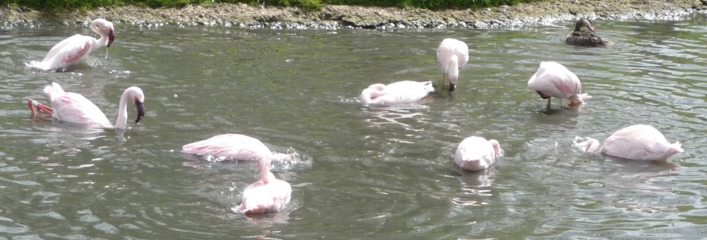 "Hope" and friends (now all pink and the same as the other adults) goes for a swim and a bathe with others birds in her flock. Different water levels in the enclosures at Slimbridge enable "Hope" and co. to carry out a range of such important natural behaviours.