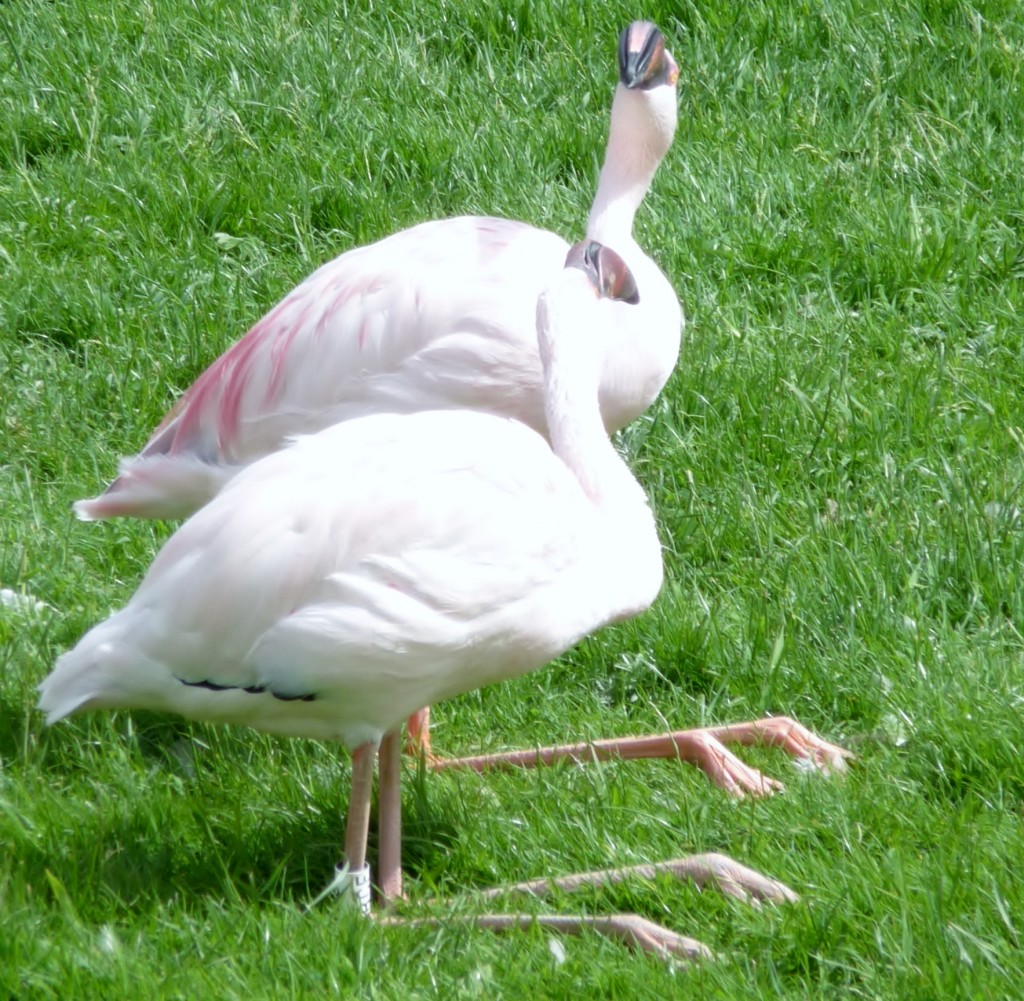 "Hope", front bird, squabbles with another flamingo in her enclosure. "Hope" seems to like being centre of attention as is keen to be involved with what's going on. Perhaps she has inherited this from her parents, who are also quite bossy, out-going flamingos too.