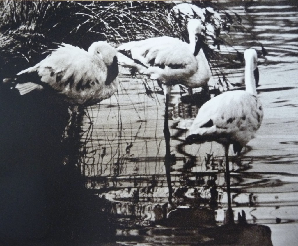 An old photograph of some of the original lesser flamingos brought to WWT Slimbridge in 1961. There is a strong possibility that the parents of "Hope" date from this time. Photo credit: The Wildfowl Trust's 13th Annual Report.